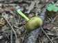Zöldes pitykegomba (Entoloma incanum), Budai-hegység
